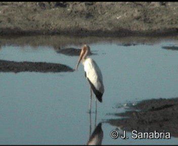 Yellow-billed Stork - ML200806841