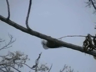 Ladder-backed Woodpecker - ML200807111