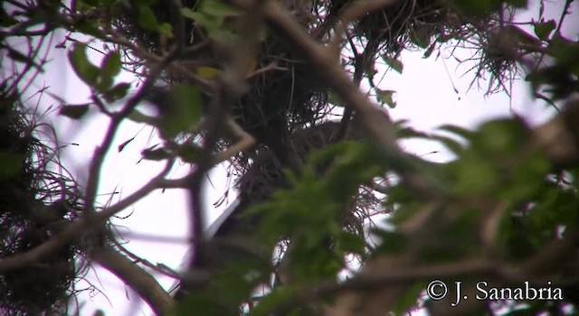 Puerto Rican Lizard-Cuckoo - ML200807631