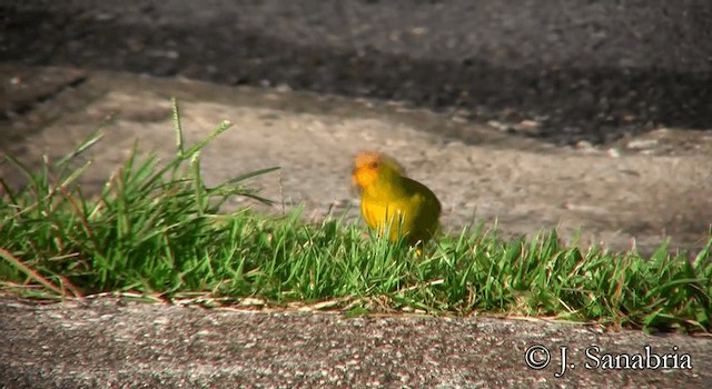 Saffron Finch (Saffron) - ML200807691