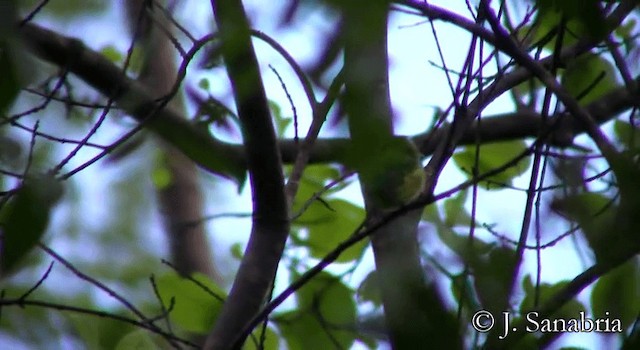 Puerto Rican Tody - ML200807831