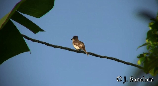 Loggerhead Kingbird (Puerto Rico) - ML200807931