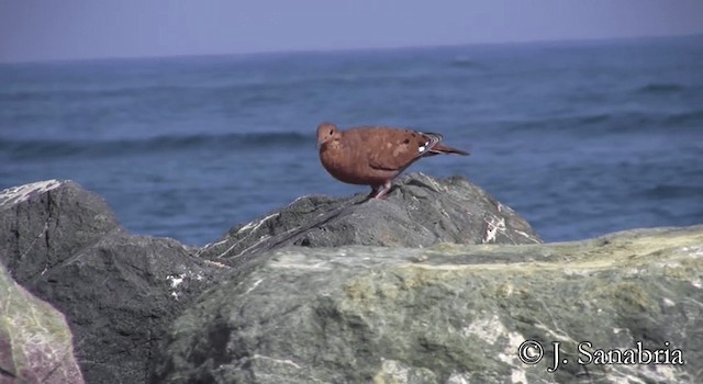 Zenaida Dove - ML200807991