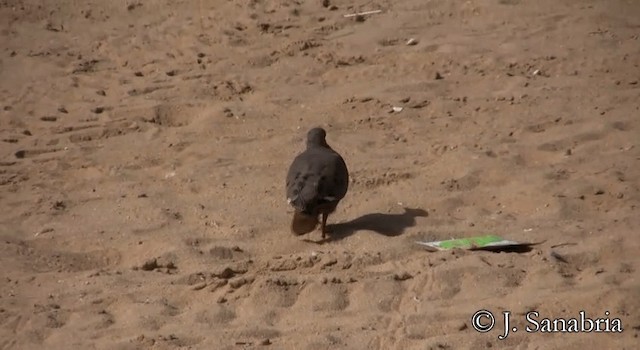 Zenaida Dove - ML200808001