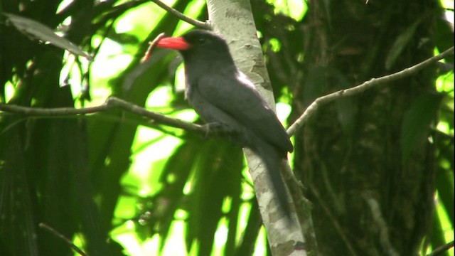 Schwarzstirn-Faulvogel - ML200808271