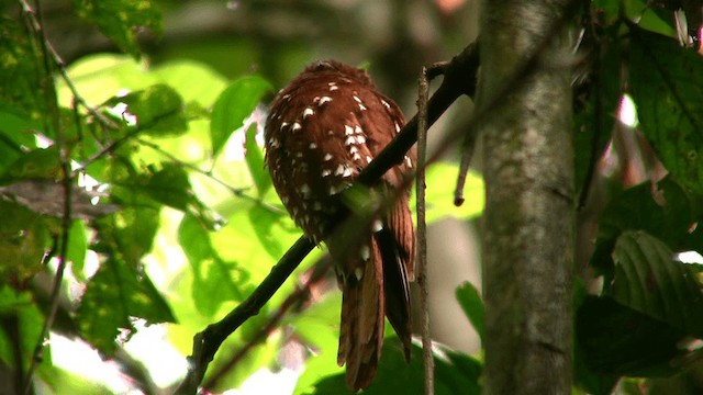 Rufous Potoo - ML200808351