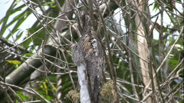 Common Potoo - ML200808361