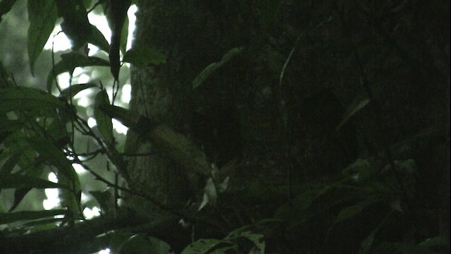 Tawny-bellied Screech-Owl - ML200808381