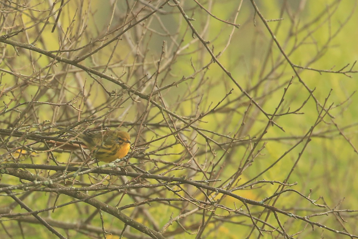 Prairie Warbler - ML20080851