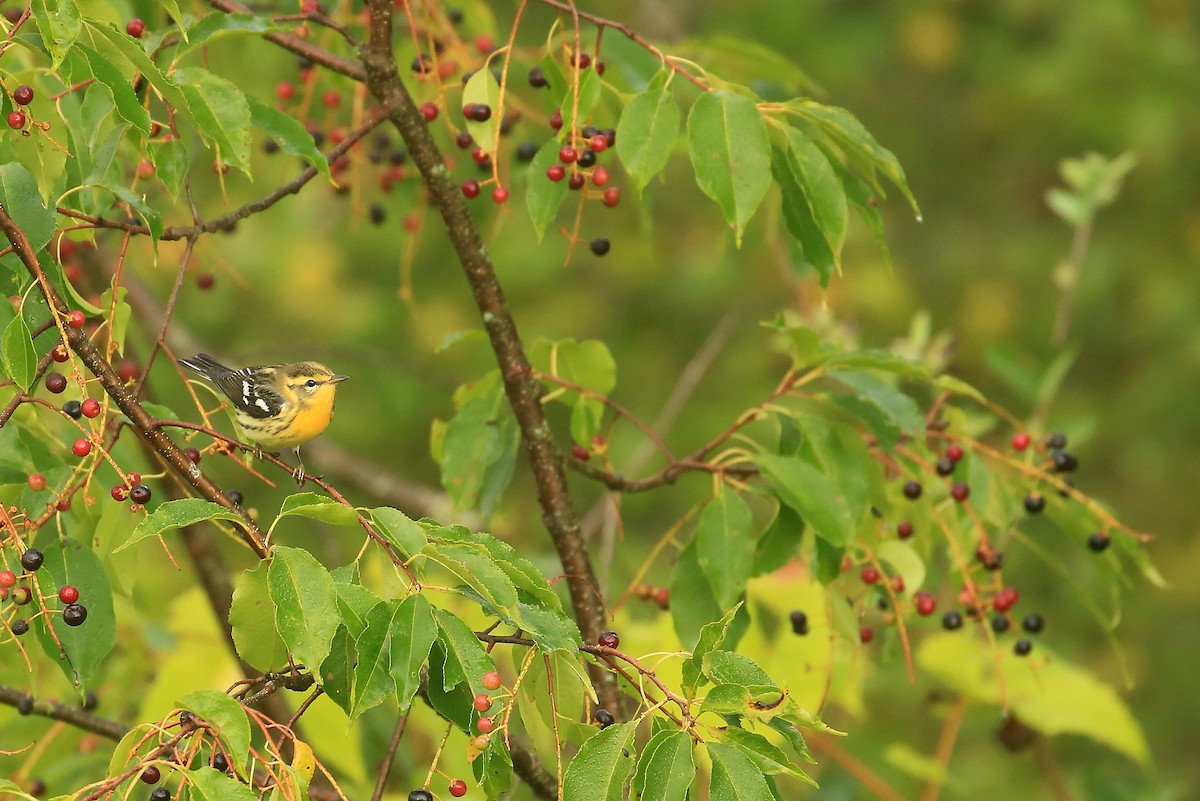 Blackburnian Warbler - Tim Lenz