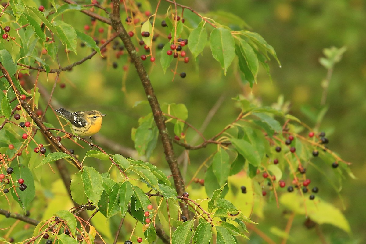 Blackburnian Warbler - ML20080861