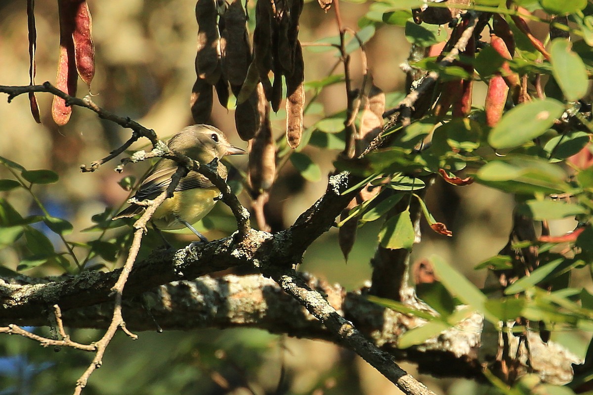 Ötücü Vireo - ML20080891