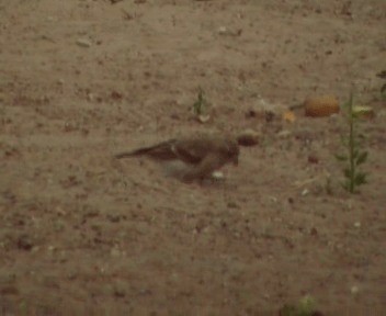 White-rumped Seedeater - ML200808971