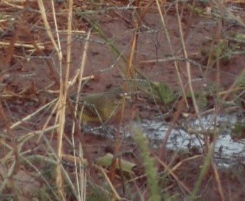 Yellow-fronted Canary - ML200808991