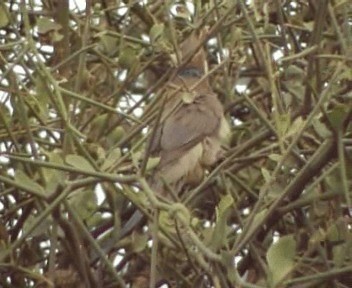 Синешапочная птица-мышь - ML200809331