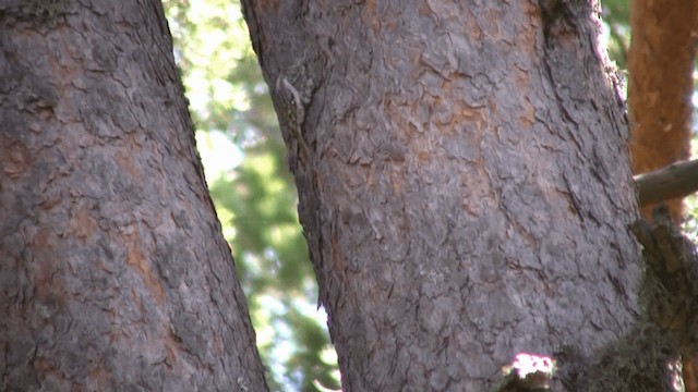 Short-toed Treecreeper - ML200809531