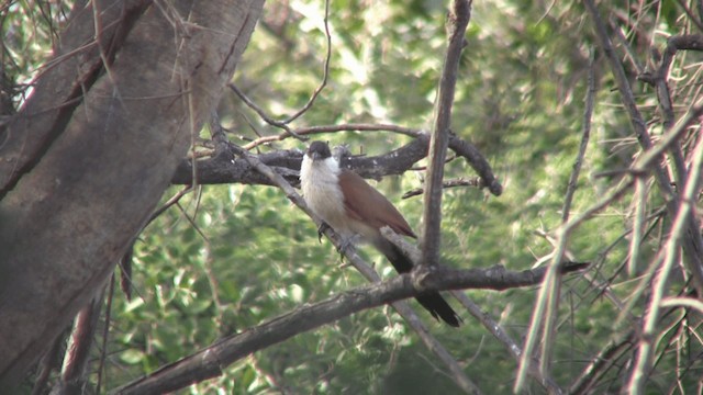 Coucal du Sénégal - ML200809721