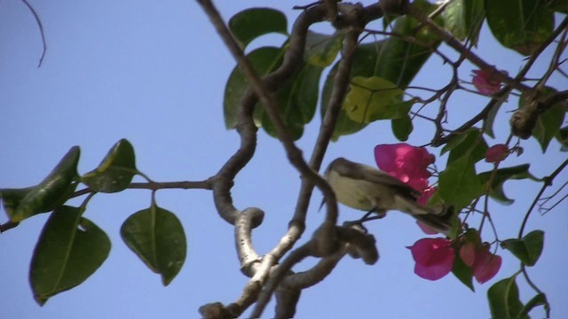 Beautiful Sunbird (Beautiful) - ML200809741