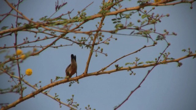 Black-rumped Waxbill - ML200809831