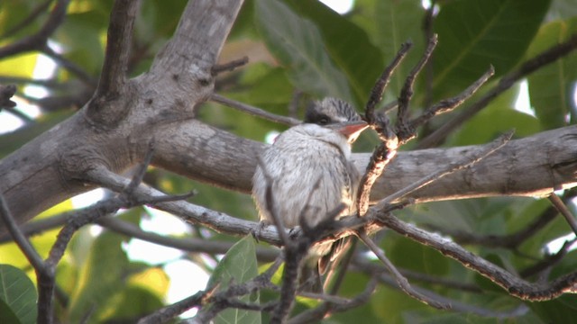 Striped Kingfisher - ML200809881