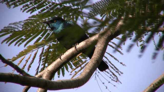 Lesser Blue-eared Starling - ML200809951