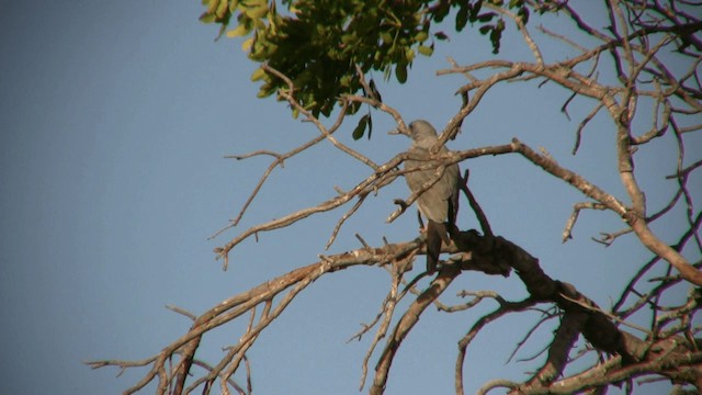 Dark Chanting-Goshawk - ML200810001