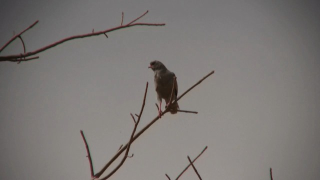 Gabar Goshawk - ML200810031