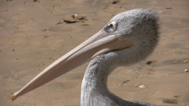 Pink-backed Pelican - ML200810111