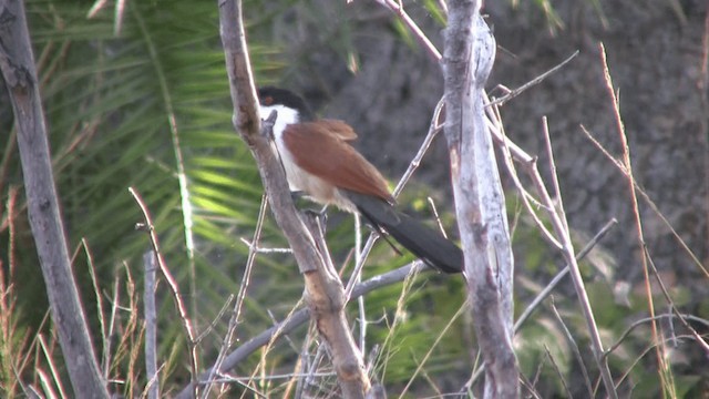 Senegal Coucal - ML200810121