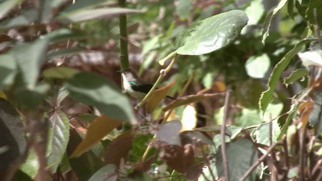 Beautiful Sunbird (Beautiful) - ML200810151