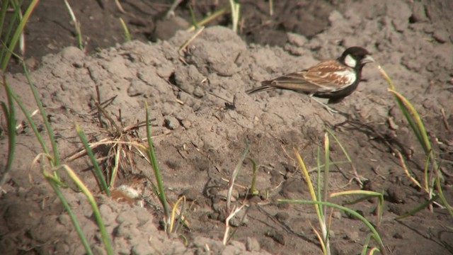 Chestnut-backed Sparrow-Lark - ML200810191