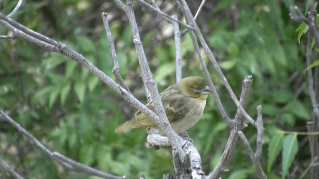 Black-headed Weaver - ML200810221