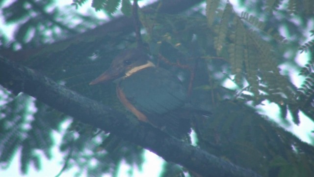 Stork-billed Kingfisher - ML200810421