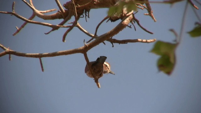 Rufous-crowned Roller - ML200810481