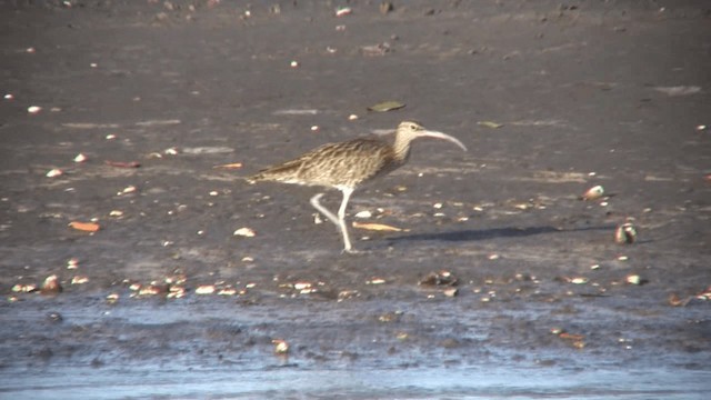 Whimbrel - ML200810531