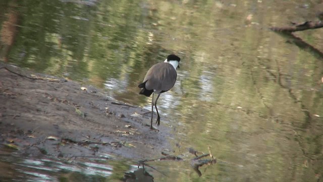 Spur-winged Lapwing - ML200810571