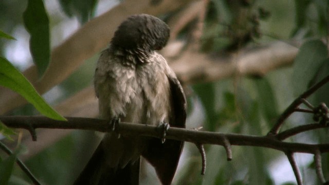 Brown Babbler - ML200810621