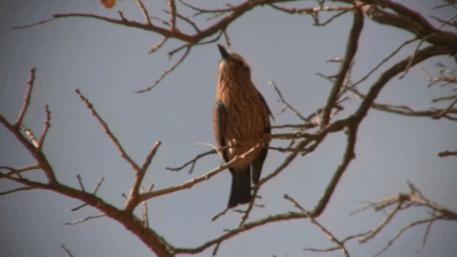 Purple Roller - ML200810751