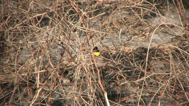 ナイルタイヨウチョウ - ML200810781