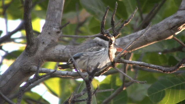 Striped Kingfisher - ML200810791