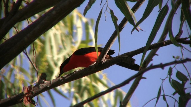 Yellow-crowned Gonolek - ML200810831