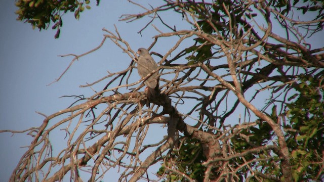 Dark Chanting-Goshawk - ML200810851