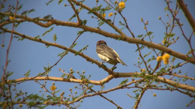 Barbudo Sangrante - ML200810871