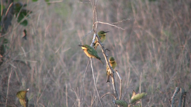 Little Bee-eater - ML200810881