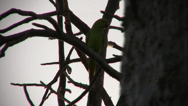 紅領綠鸚鵡 - ML200810981