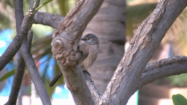 Brown Babbler - ML200810991