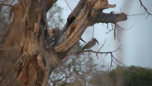 African Gray Hornbill - ML200811021