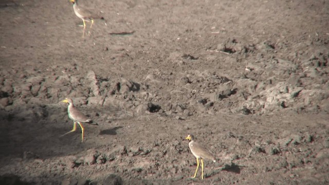 Wattled Lapwing - ML200811081