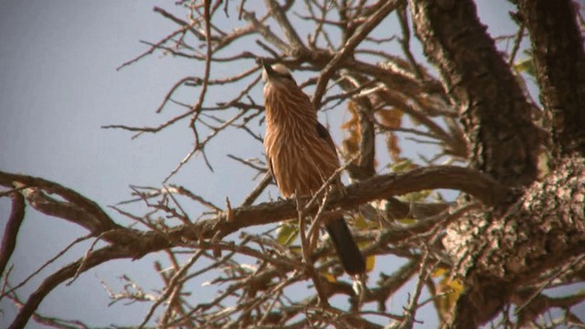 Purple Roller - ML200811101