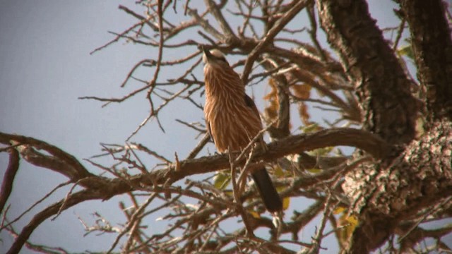 Rufous-crowned Roller - ML200811101